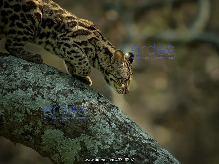 : Margay (Leopardus wiedii), young female in capti : Margay (Leopardus wiedii), young female in capti