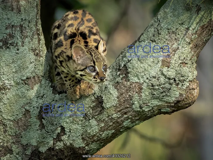 : Margay (Leopardus wiedii), young female in capti : Margay (Leopardus wiedii), young female in capti