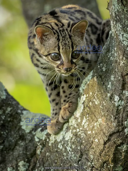: Margay (Leopardus wiedii), young female in capti : Margay (Leopardus wiedii), young female in capti