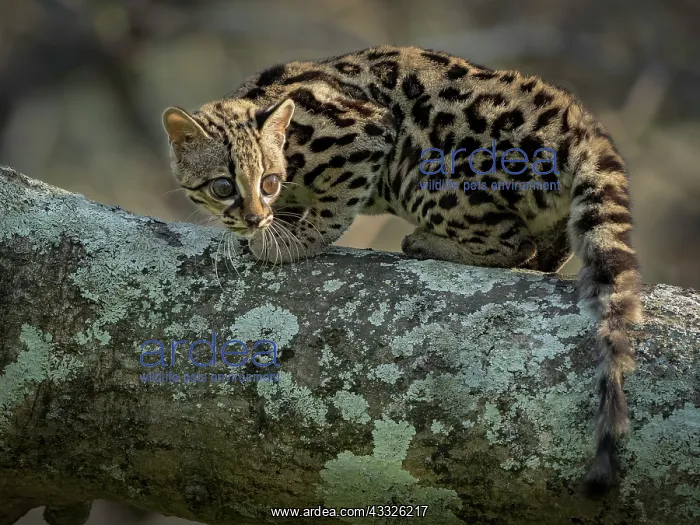 : Margay (Leopardus wiedii), young female in capti : Margay (Leopardus wiedii), young female in capti