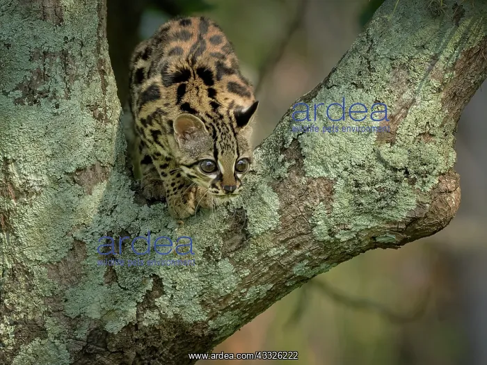 : Margay (Leopardus wiedii), young female in capti : Margay (Leopardus wiedii), young female in capti