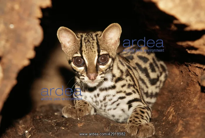 : MARGAY - sitting : MARGAY - sitting