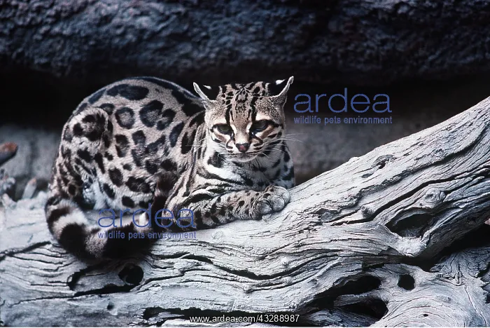 : MARGAY - sitting on branch : MARGAY - sitting on branch