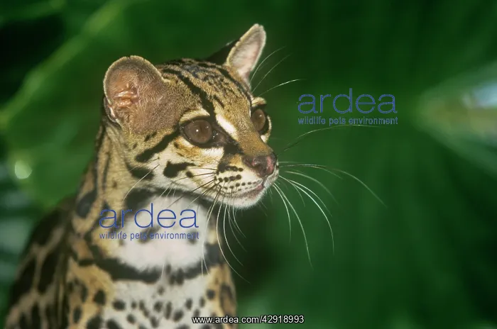 : Margay / Tree Ocelot : Margay / Tree Ocelot