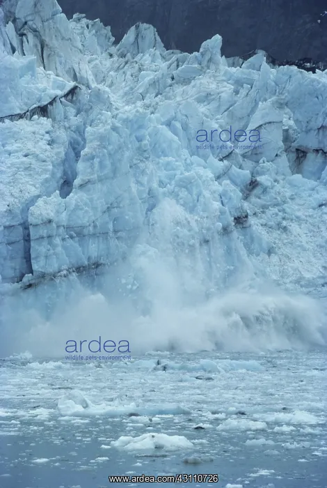 : Margerie Glacier, Calving : Margerie Glacier, Calving