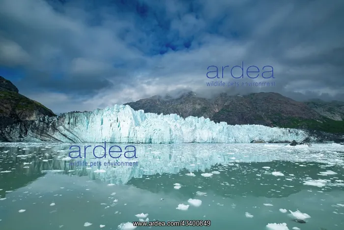 : Margerie Glacier reflected in this calm water view : Margerie Glacier reflected in this calm water view