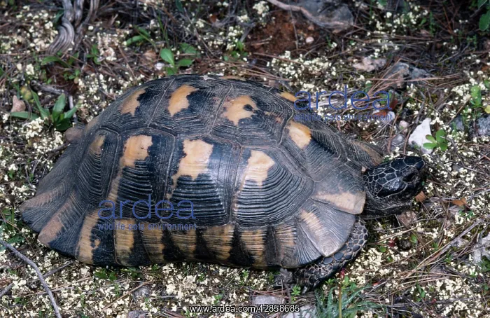 : MARGINATED TORTOISE : MARGINATED TORTOISE