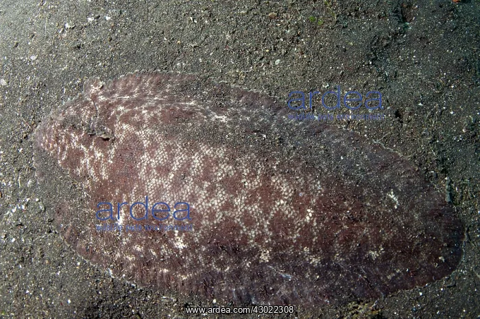 : Margined Sole in black sand : Margined Sole in black sand