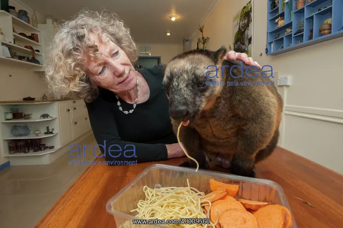 : Margit Cianelli with a 11 year old Lumholtz's Tree Kangaroo : Margit Cianelli with a 11 year old Lumholtz's Tree Kangaroo