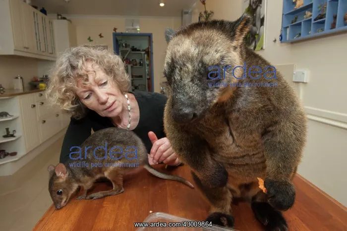 : Margit Cianelli with a 11 year old Lumholtz's Tree Kangaroo : Margit Cianelli with a 11 year old Lumholtz's Tree Kangaroo