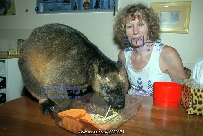 : Margit Cianelli with a 11 year old Lumholtz's Tree Kangaroo : Margit Cianelli with a 11 year old Lumholtz's Tree Kangaroo