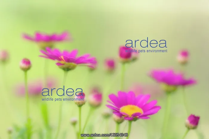  : Marguerite