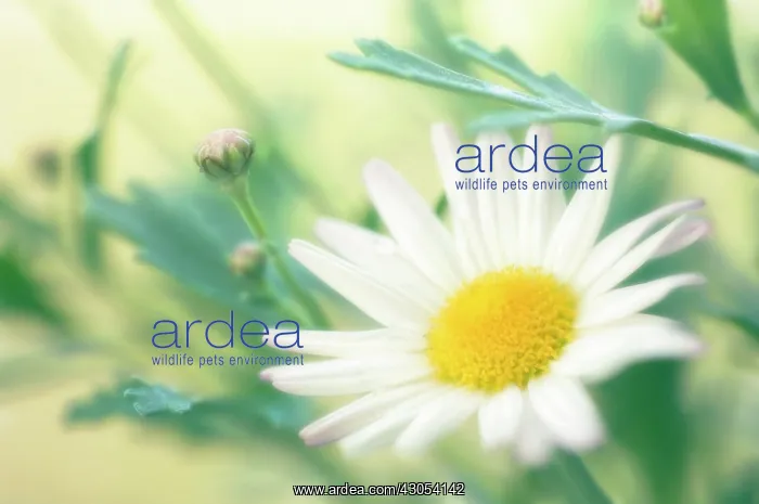 : Marguerite : Marguerite