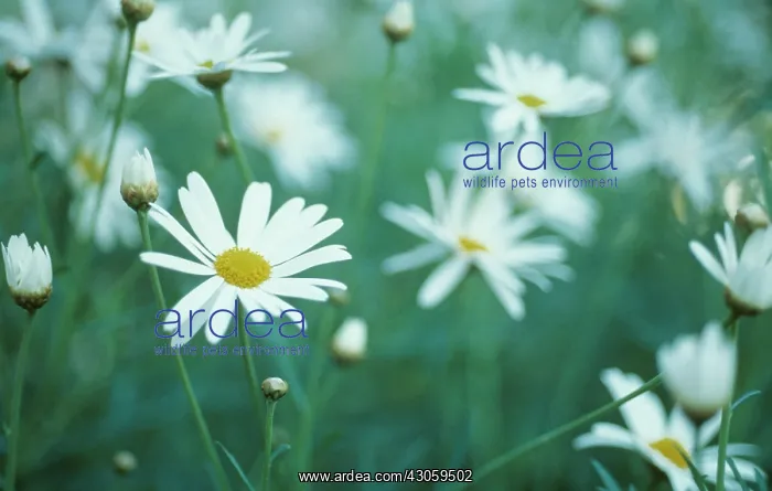: Marguerite : Marguerite