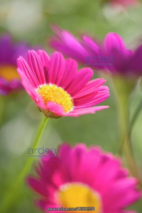 : Marguerite Daisies : Marguerite Daisies