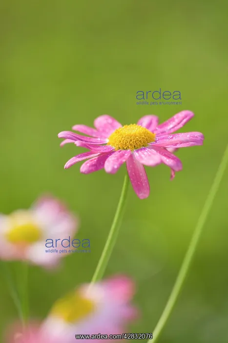 : Marguerite Daisy : Marguerite Daisy