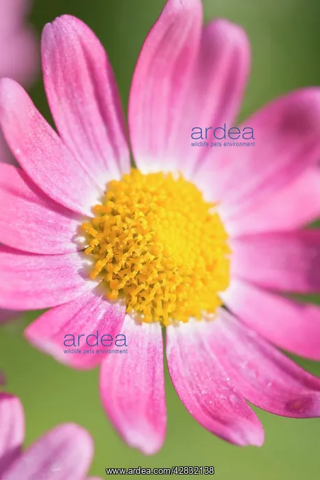  : Marguerite Daisy