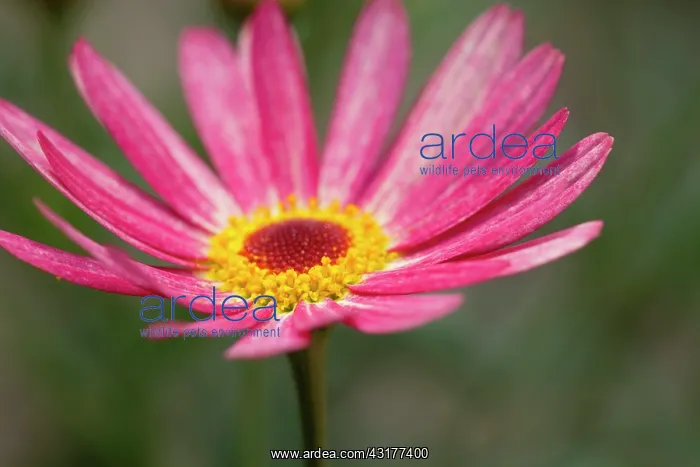 : Marguerite daisy, Argyranthemum frutescens LaRita : Marguerite daisy, Argyranthemum frutescens LaRita