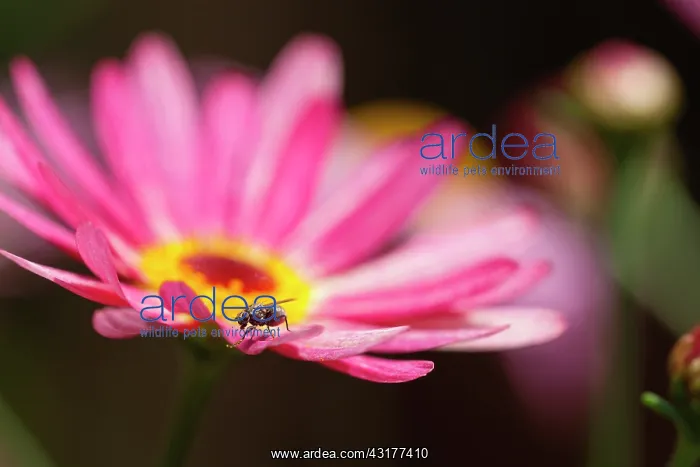 : Marguerite daisy, Argyranthemum frutescens LaRita : Marguerite daisy, Argyranthemum frutescens LaRita