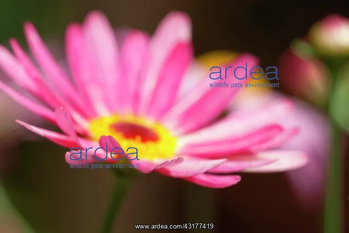 : Marguerite daisy, Argyranthemum frutescens LaRita : Marguerite daisy, Argyranthemum frutescens LaRita