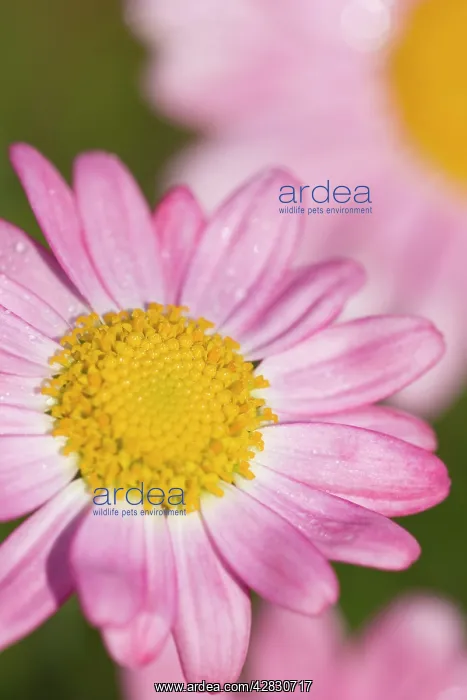 : Marguerite Daisy - pink flowers : Marguerite Daisy - pink flowers