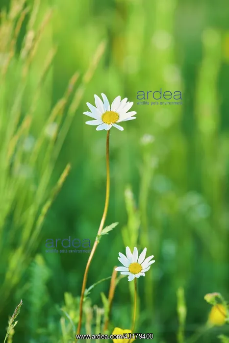 : Marguerite (Leucanthemum vulgare) blooming in a : Marguerite (Leucanthemum vulgare) blooming in a