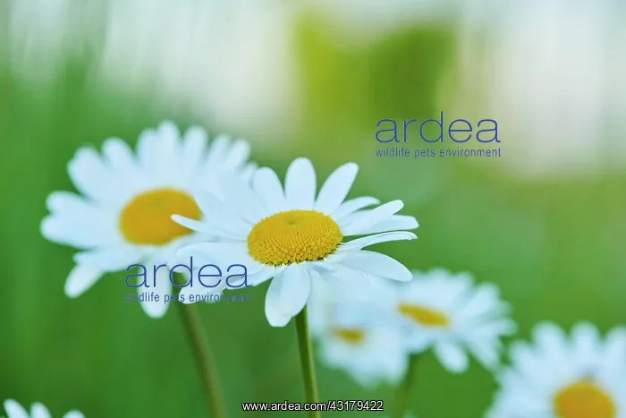 : Marguerite (Leucanthemum vulgare) blooming in a : Marguerite (Leucanthemum vulgare) blooming in a