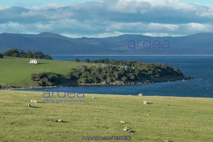 : Maria Island Tasmanian Devil habitat : Maria Island Tasmanian Devil habitat