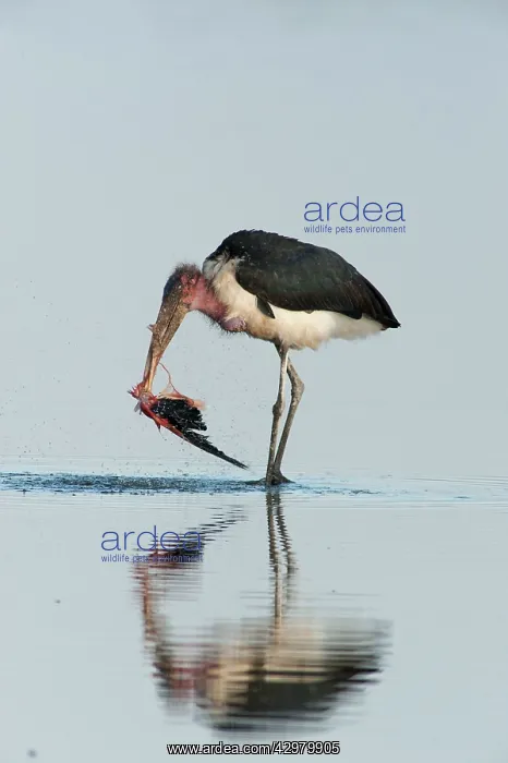 : Maribou Stork - eating dead flamingo in water : Maribou Stork - eating dead flamingo in water