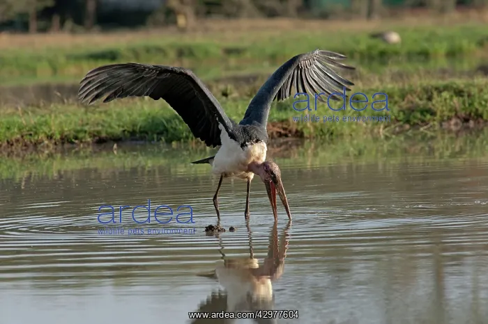 : Maribou Stork - fishing : Maribou Stork - fishing
