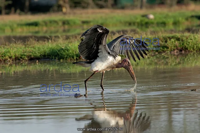 : Maribou Stork - fishing : Maribou Stork - fishing
