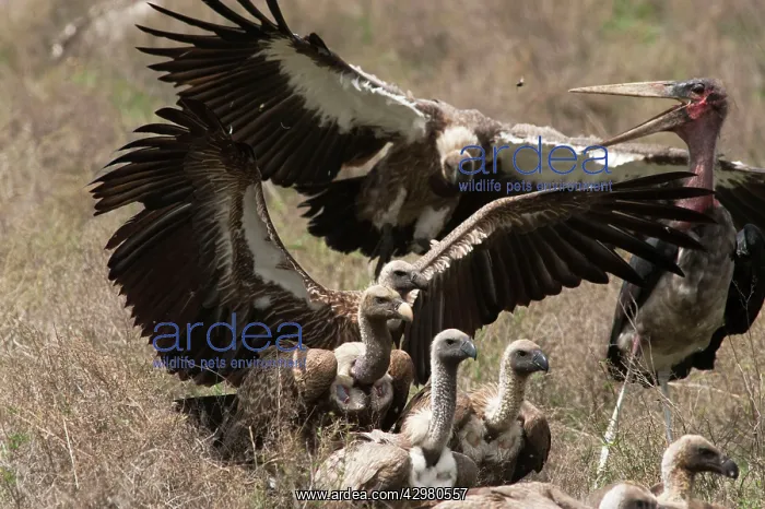 : Maribou Stork - with Vultures : Maribou Stork - with Vultures
