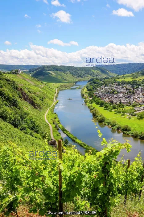  : Marienburg above vineyards on the Moselle, Panderich