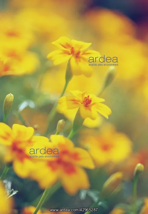 : Marigold, French marigold, Tagetes signata : Marigold, French marigold, Tagetes signata
