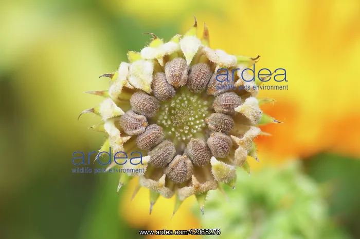 : Marigold, Calendula officinalis : Marigold, Calendula officinalis