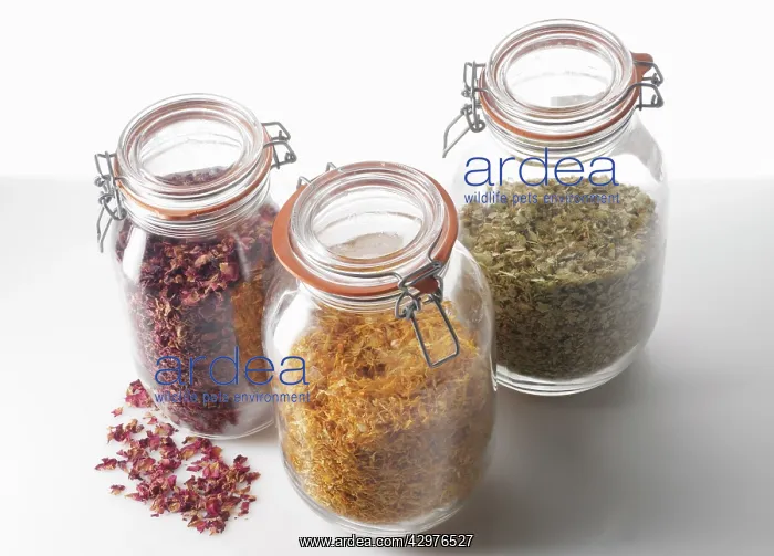 : Marigold, Calendula officinalis : Marigold, Calendula officinalis
