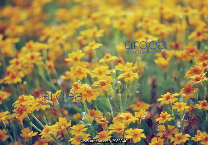 : Marigold, French marigold, Tagetes signata : Marigold, French marigold, Tagetes signata