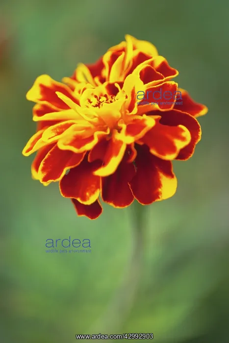 : Marigold, French marigold, Tagetes : Marigold, French marigold, Tagetes