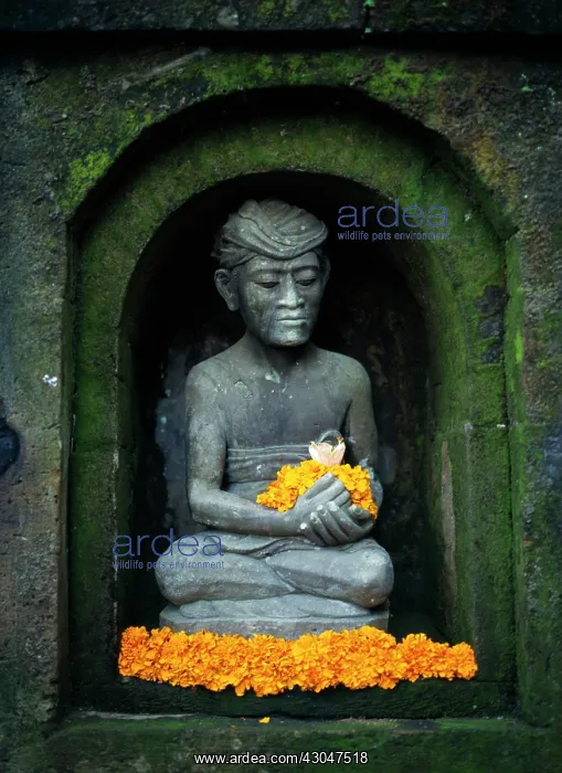 : Marigold, Tagetes patula, French marigold : Marigold, Tagetes patula, French marigold