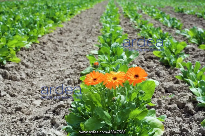 : Marigold, Calendula officinalis : Marigold, Calendula officinalis