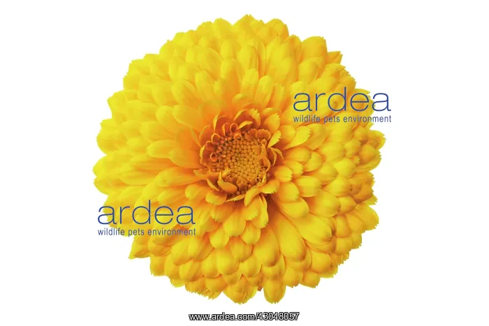 : Marigold, Calendula officinalis : Marigold, Calendula officinalis