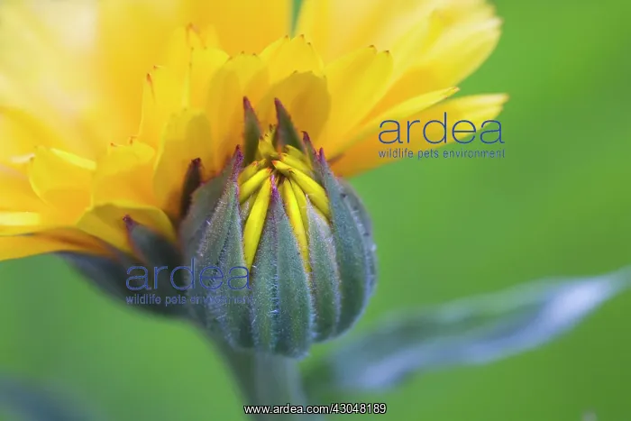 : Marigold, Calendula officinalis : Marigold, Calendula officinalis