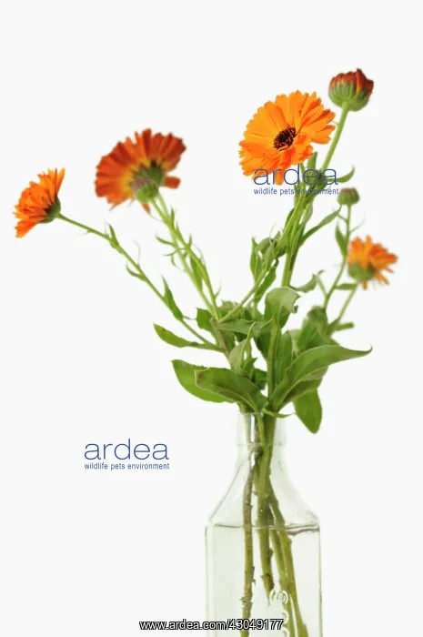 : Marigold. Studio shot of Marigold, Calendula officinalis arranged in glass bottle : Marigold. Studio shot of Marigold, Calendula officinalis arranged in glass bottle