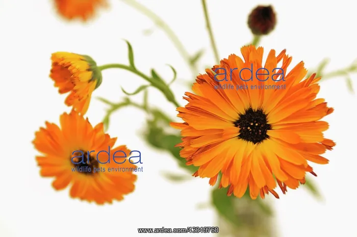 : Marigold. Studio shot of Marigold, Calendula officinalis arranged in glass bottle : Marigold. Studio shot of Marigold, Calendula officinalis arranged in glass bottle