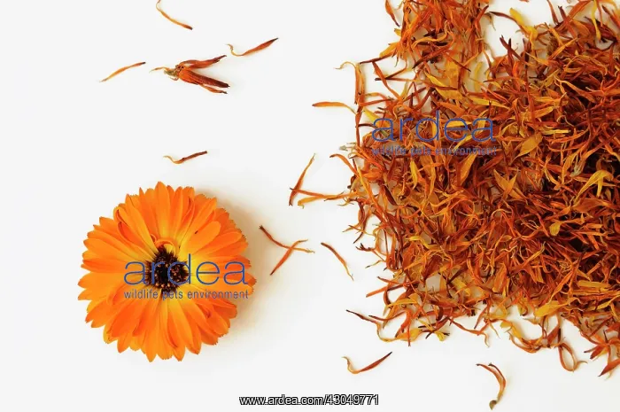: Marigold. Single flower head of Marigold, Calendula officinalis arranged : Marigold. Single flower head of Marigold, Calendula officinalis arranged