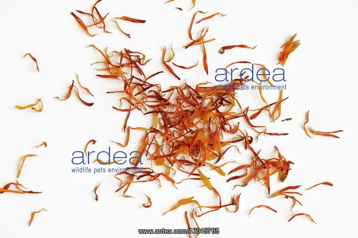 : Marigold. Studio shot of Marigold petals, Calendula officinalis : Marigold. Studio shot of Marigold petals, Calendula officinalis