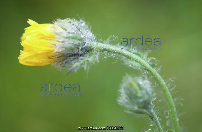 : Marigold, Calendula : Marigold, Calendula