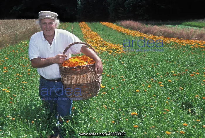 : Marigold, Calendula officinalis : Marigold, Calendula officinalis