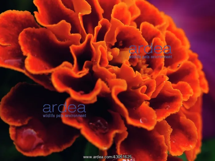: Marigold, French marigold, Tagetes patula : Marigold, French marigold, Tagetes patula