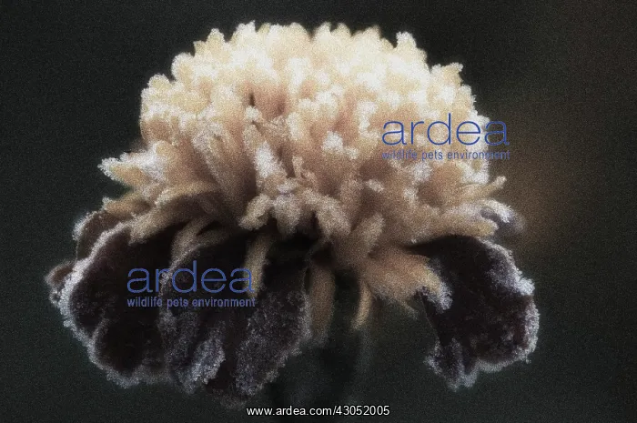 : Marigold, Tagetes erecta : Marigold, Tagetes erecta